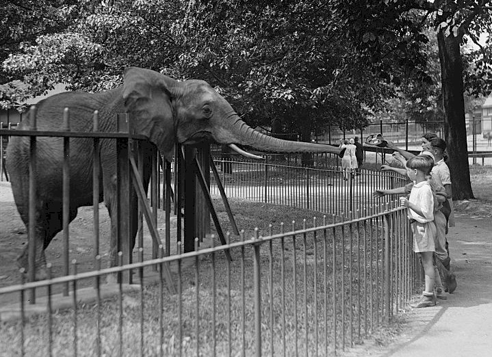This image is the same as the issue cover, children feed an elephant at a zoo.